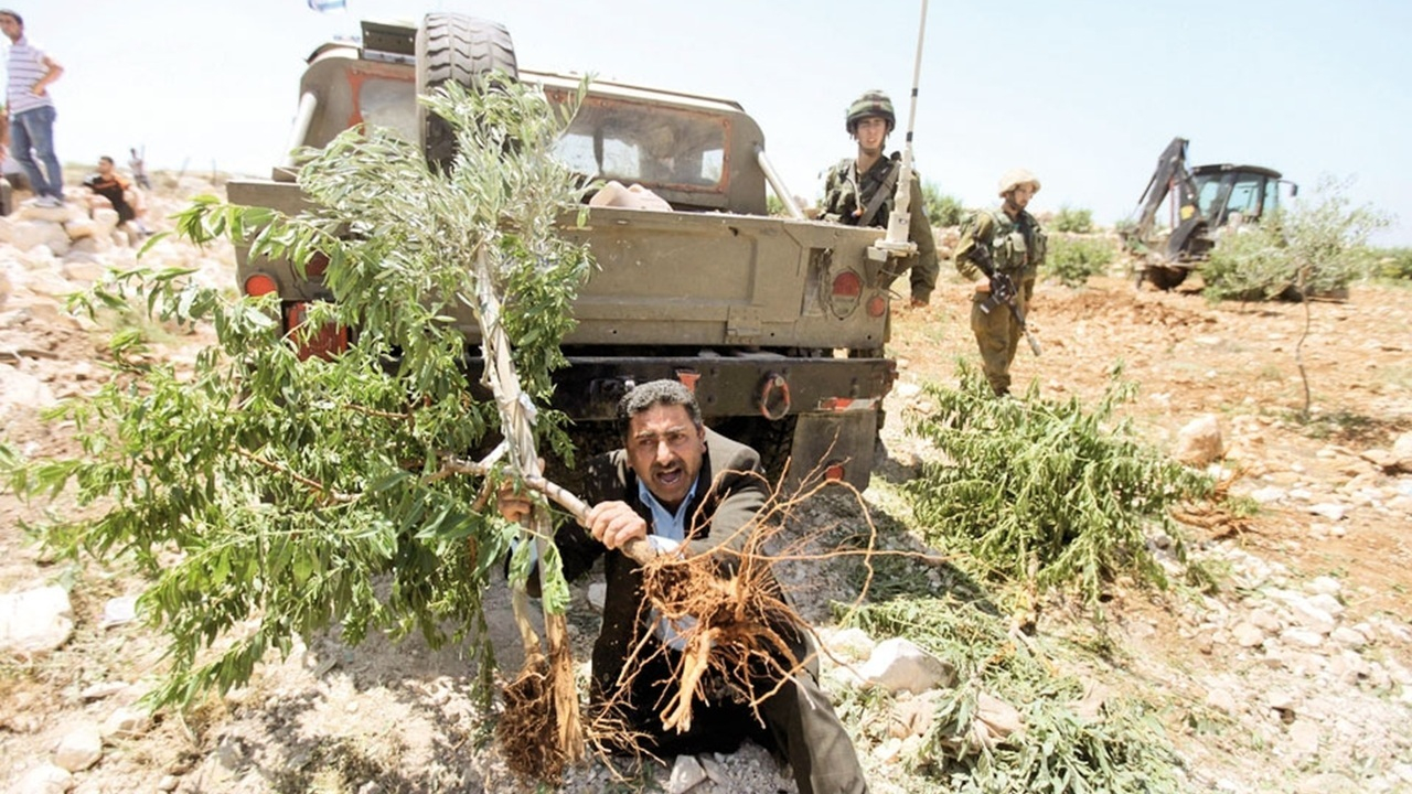 زیتون چینی فلسطینیها در سایه تهدید و خشونت + فیلم