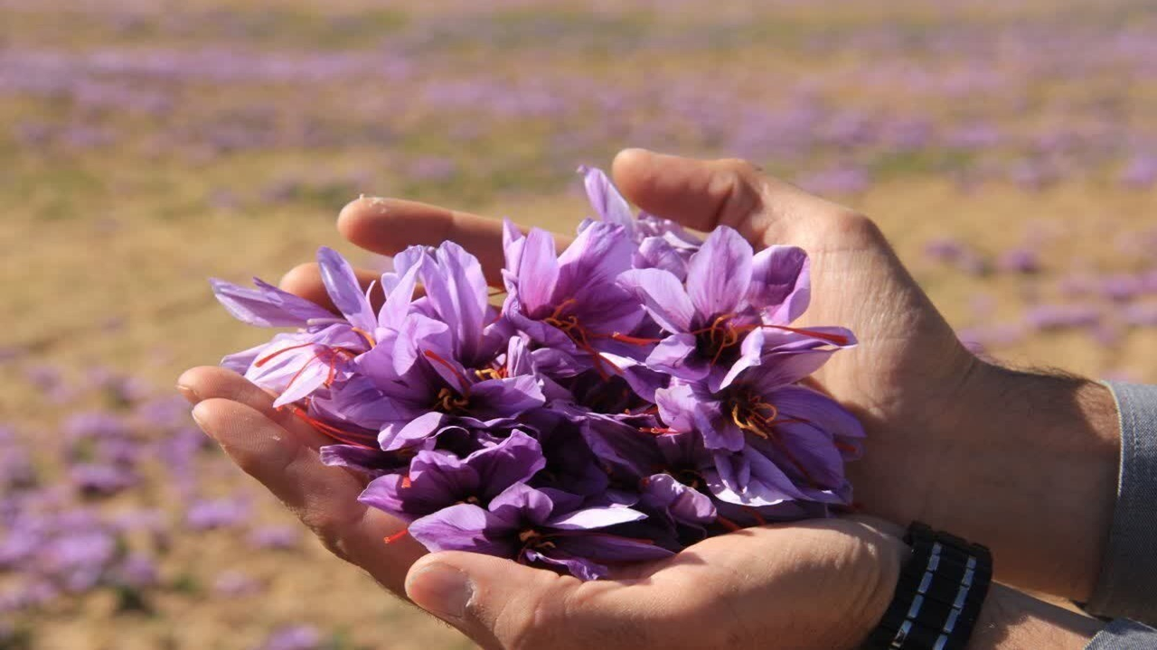 برداشت طلای سرخ از مزارع چهارمحال و بختیاری + فیلم