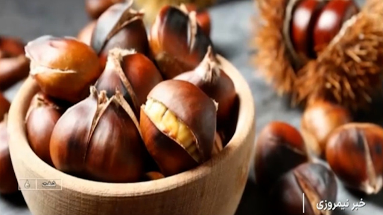 برداشت شاه بلوط از دل جنگلهای هیرکانی + فیلم