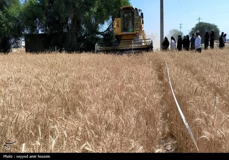 فعالیت ۱۳ مرکز خرید تضمینی گندم در مازندران