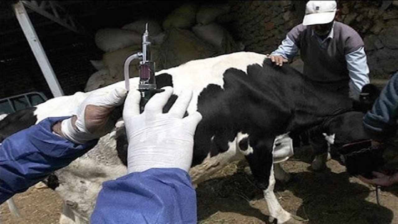 واکسیناسیون بیش از ۵۹ میلیون راس دام علیه تب برفکی/فرآوردههای لبنی و گوشت موجود در بازار سالم هستند