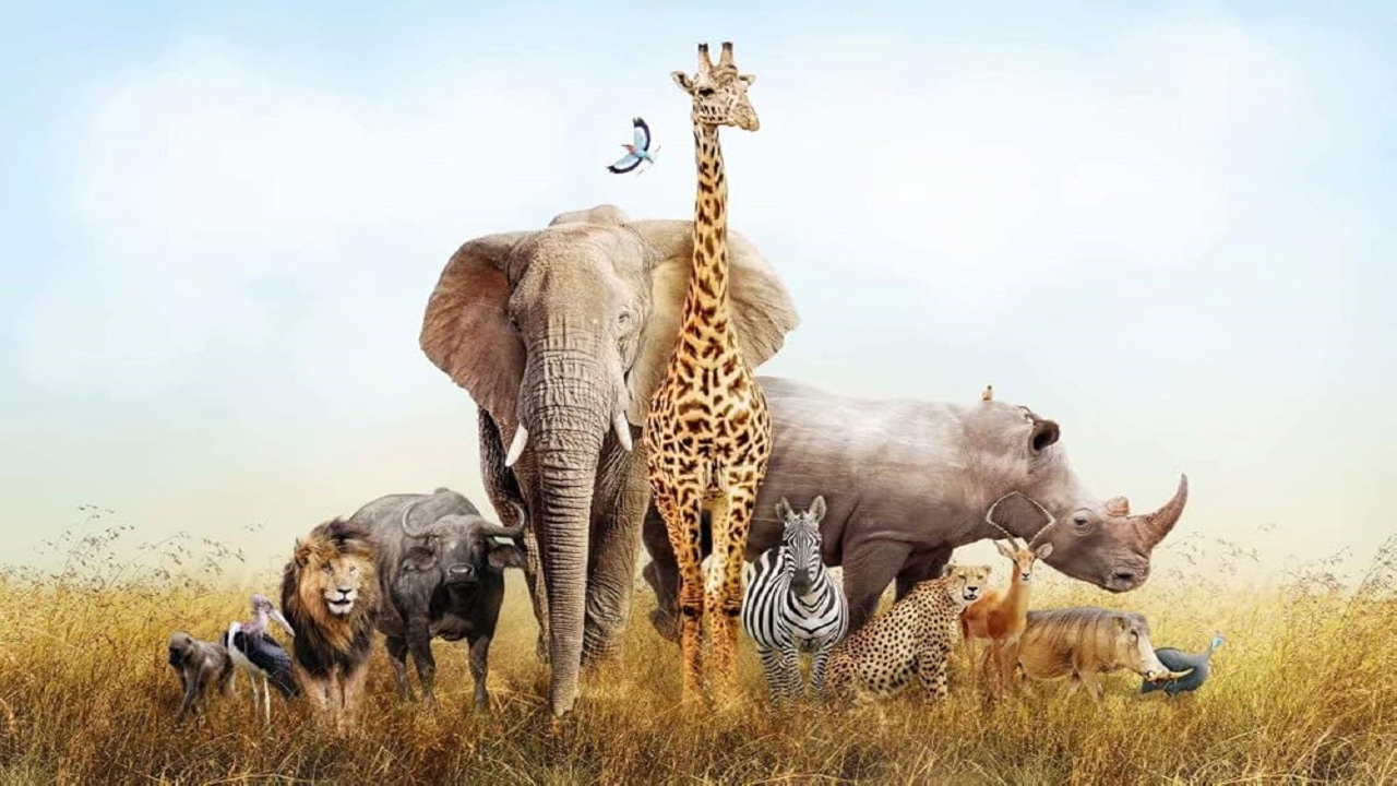 چرا بزرگترین جانوران خشکی جهان فقط در قاره سیاه زندگی میکنند؟