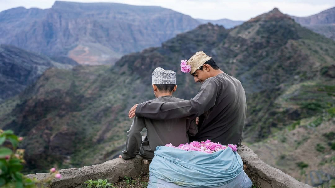فصل گلابگیری در جبلالاخضر عمان