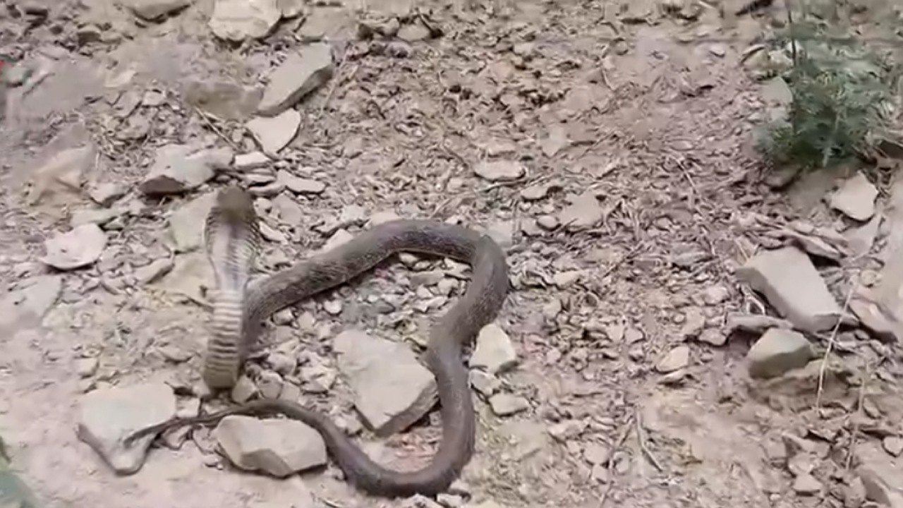 تصویری تماشایی از مار کبرای ایرانی