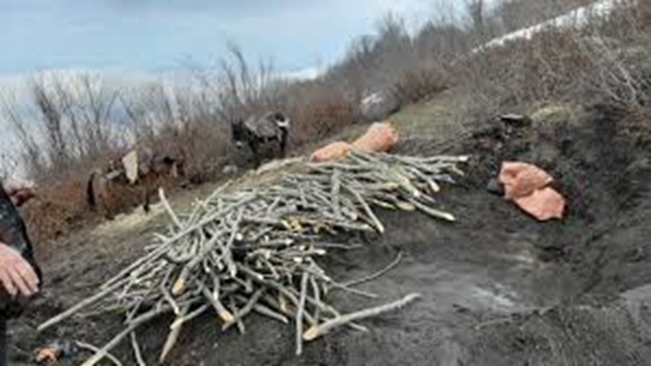 روایت تلخ قطع درختان و کورههای زغال سازی در جنگل + فیلم