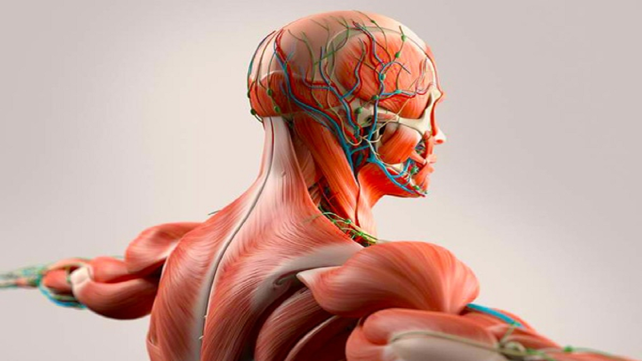 قوی‌ترین ماهیچه‌ بدن انسان کدام است؟