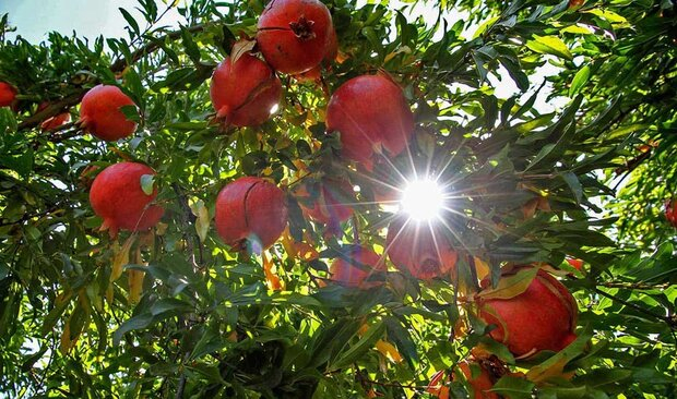 صادرات ۷۰ درصد از محصول انار «تنگه سیاب» به استان‌های هم‌جوار