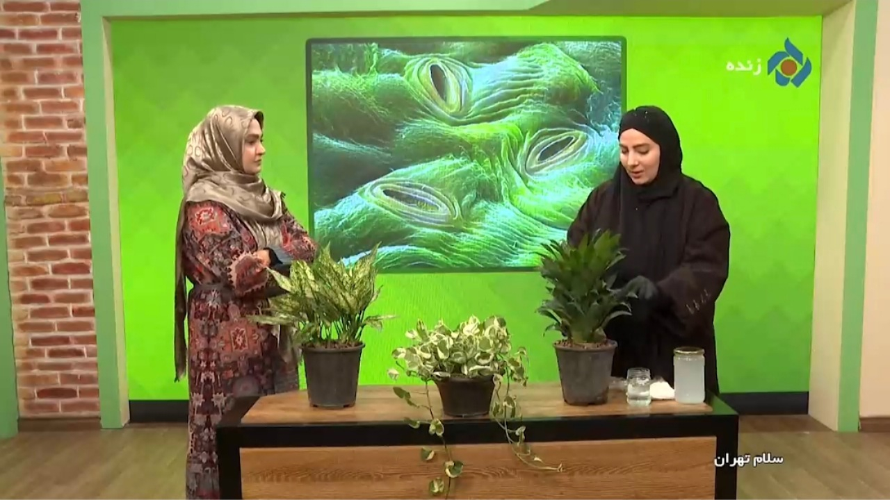 تاثیر گرد و غبار بر کاهش رشد گیاهان + فیلم