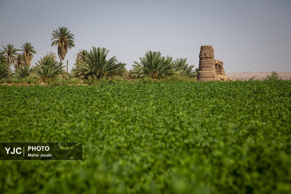 روستای شفیع آباد در استان کرمان روستای برتر سال ۲۰۲۵