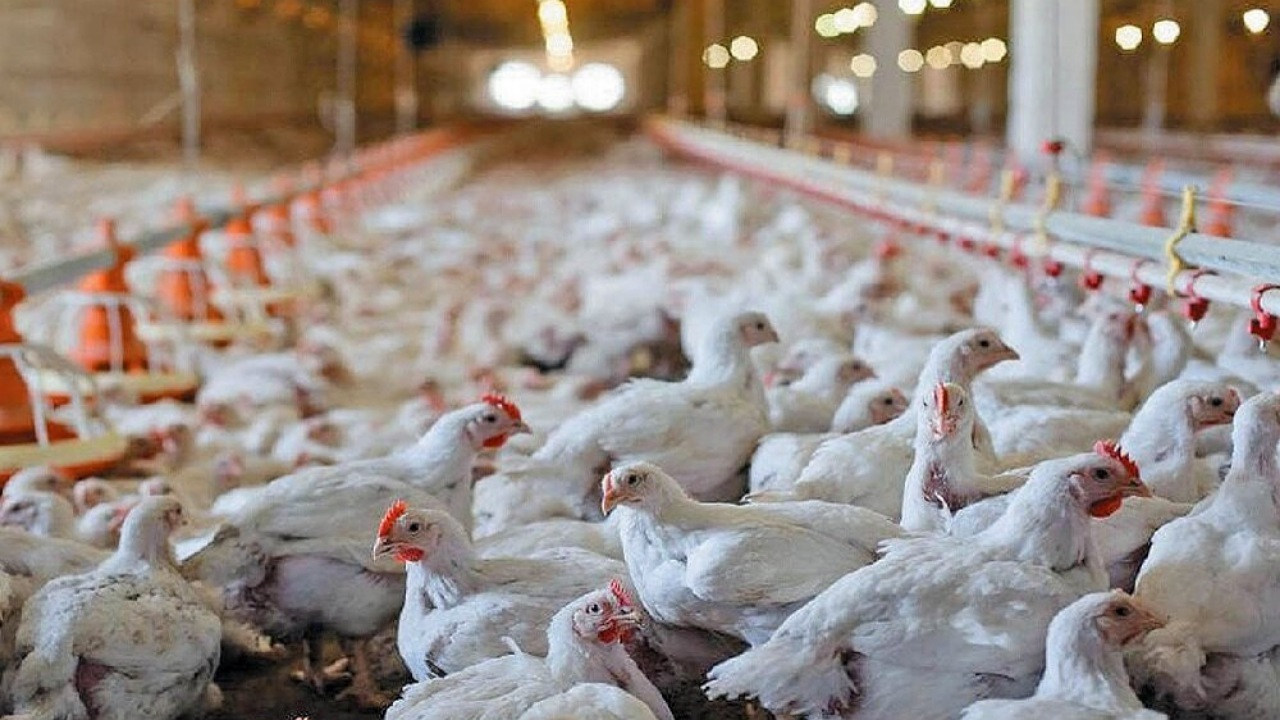 مرغی که اکنون وارد بازار میشود با نهاده دولتی است + فیلم