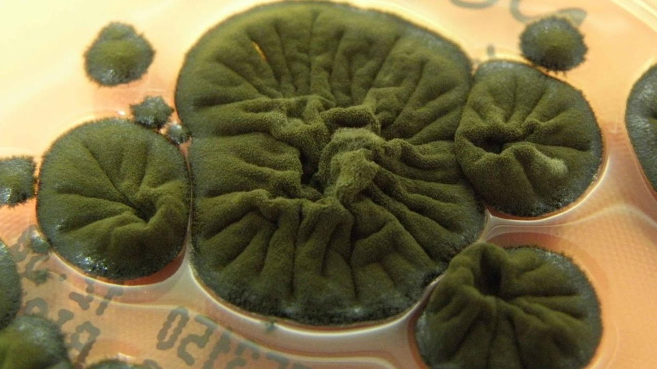 موجودی عجیب که خوراکش رادیواکتیو است!