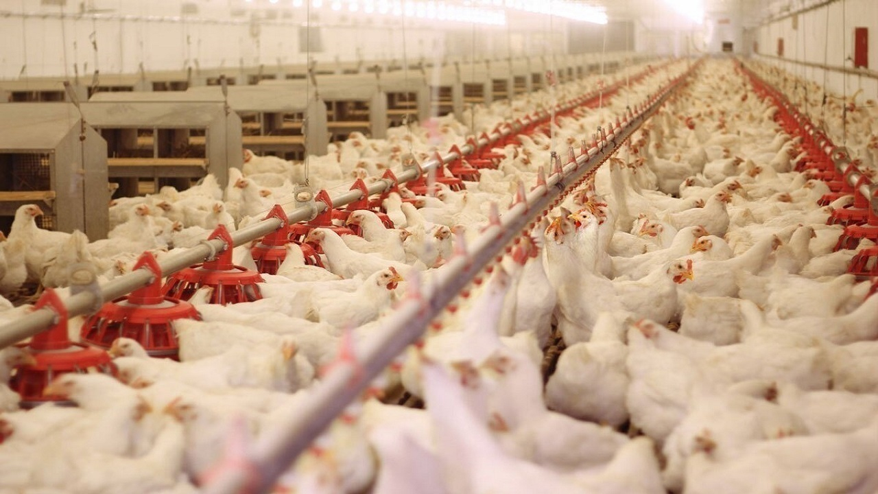 رشد ۳ برابری پرورش مرغ گوشتی در استان تهران/ احداث ۲ مگافارم پیگیری می‌شود