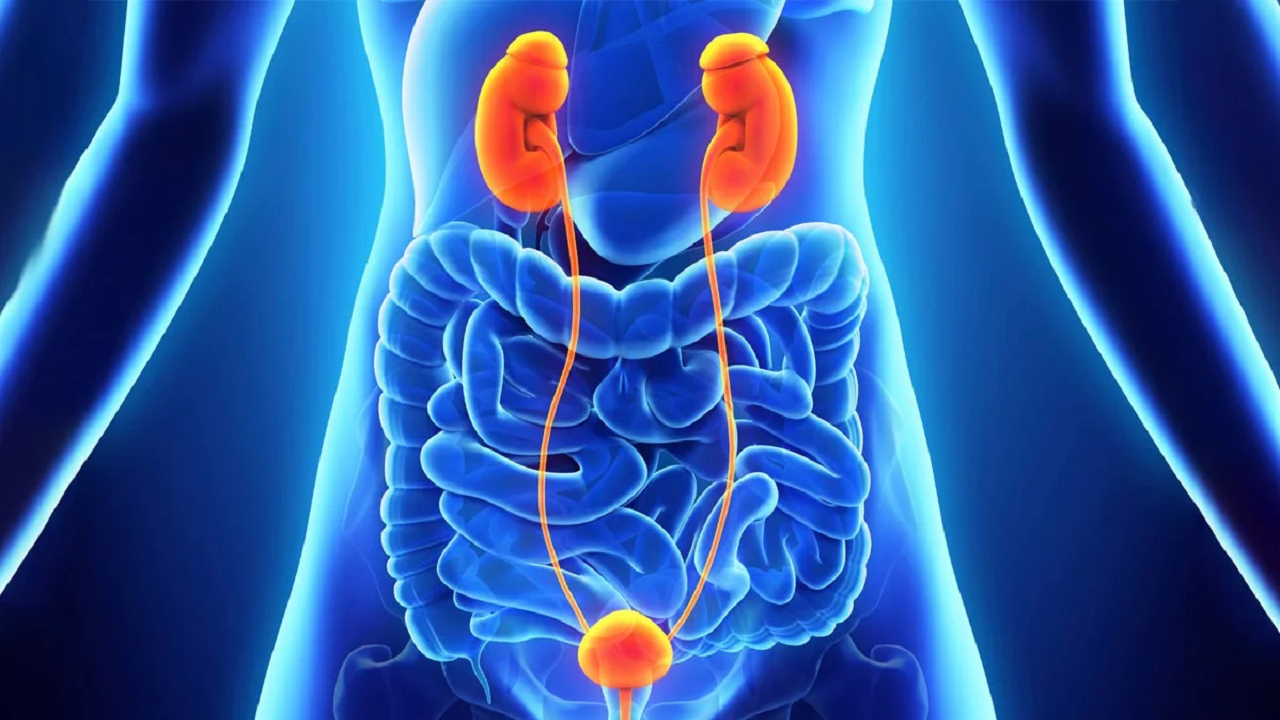 مؤثرترین رژیم غذایی برای سلامت مثانه