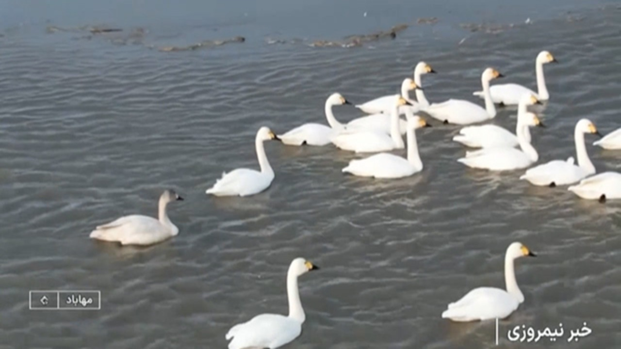 آبگیری تالاب بین المللی کانی برازان + فیلم