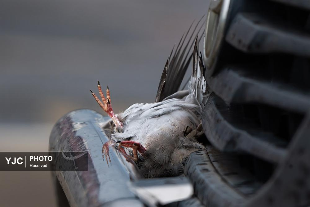 برترین عکسهای مسابقه زندگی پرندگان استرالیا در سال ۲۰۲۵