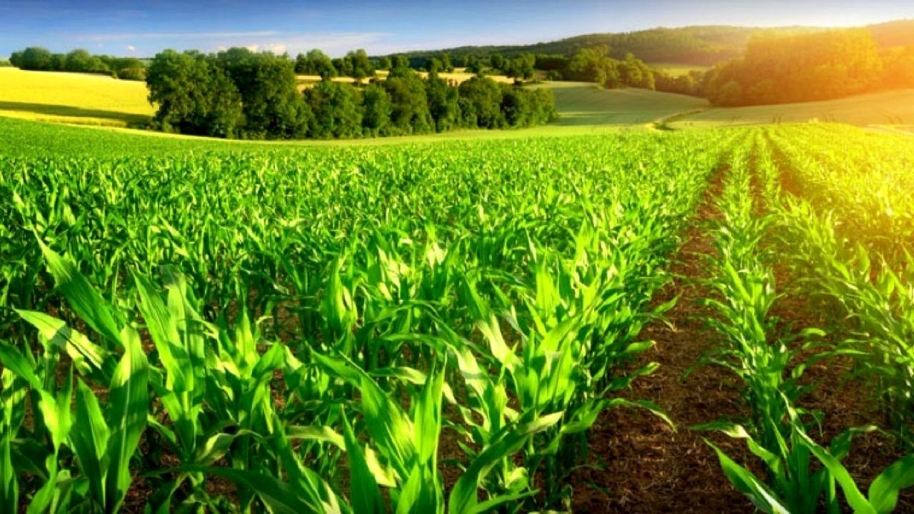 کشت فراسرزمینی فرصتی برای دستیابی به خودکفایی و امنیت غذایی