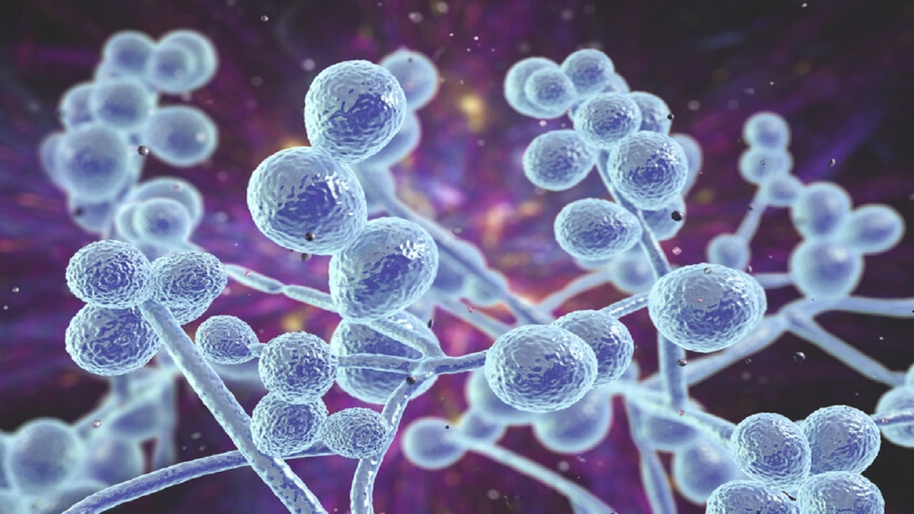 هشدار فوری در مورد شیوع قارچ کشنده مقاوم در برابر دارو در ۶۱ کشور