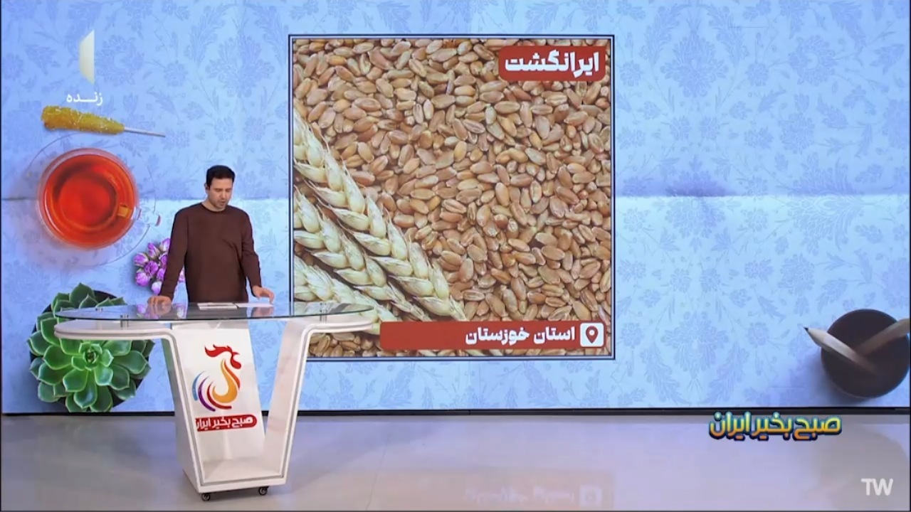 اهمیت گندم دوروم و تفاوت آن با گندمهای دیگر + فیلم