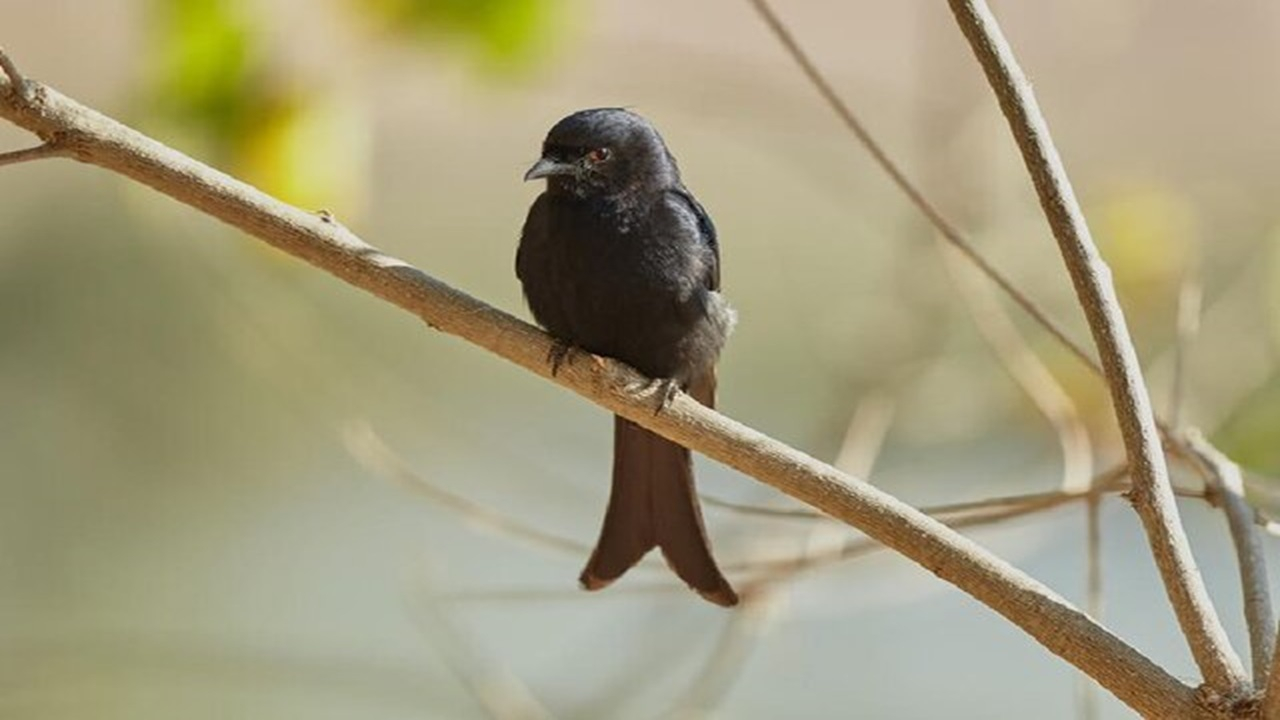 پرنده‌ای که به حیوانات دیگر دروغ می‌گوید!