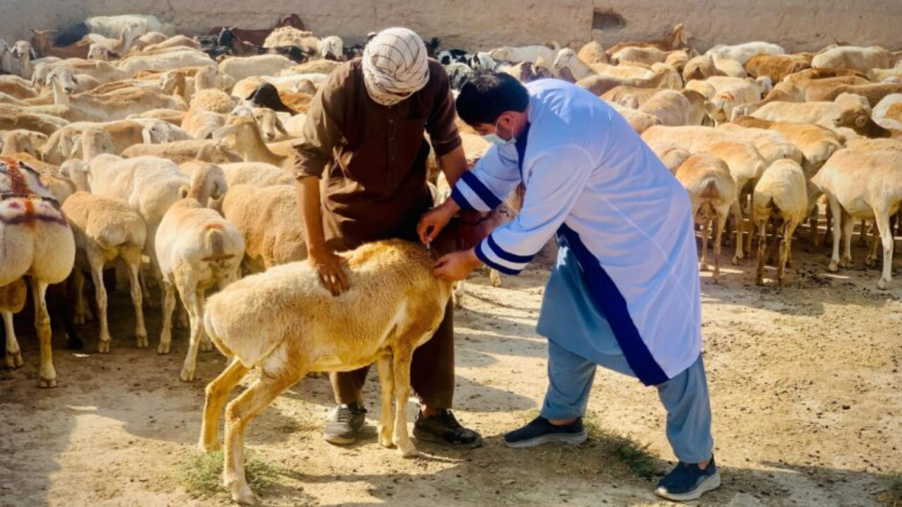 طاعون ۲۱ میلیون دام در افغانستان را تهدید می‌کند