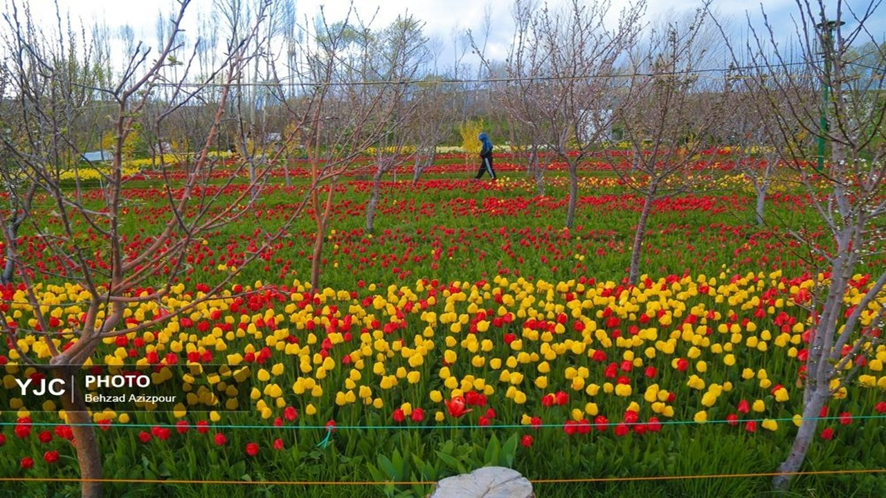 باغ گلها مهرماه و همزمان با جشنواره گلهای داوودی افتتاح میشود