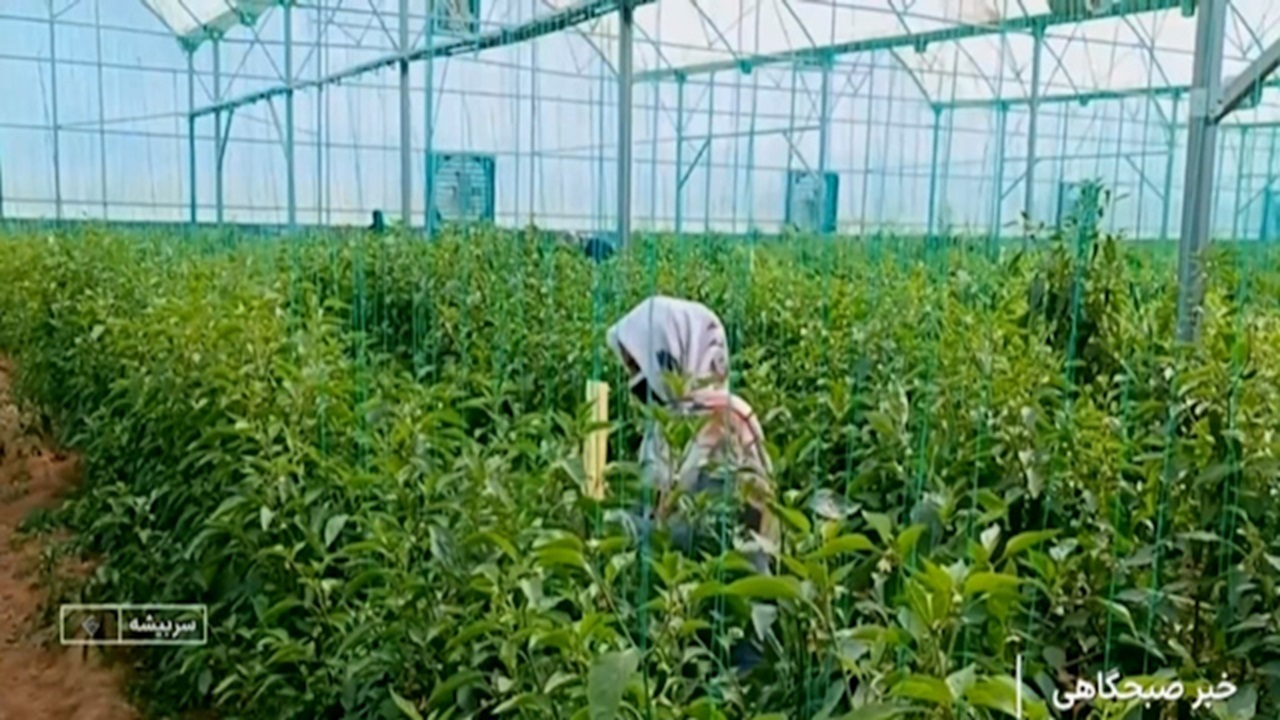 کشت گلخانه‌ای راهکاری برای بی‌آبی + فیلم