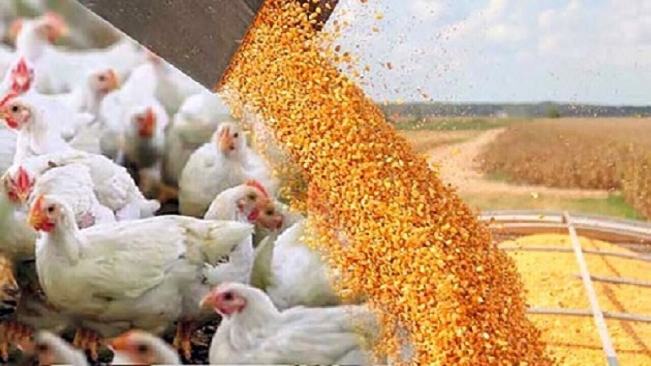 نهاده دامی با نرخ مصوب در سامانه بازارگاه توزیع میشود