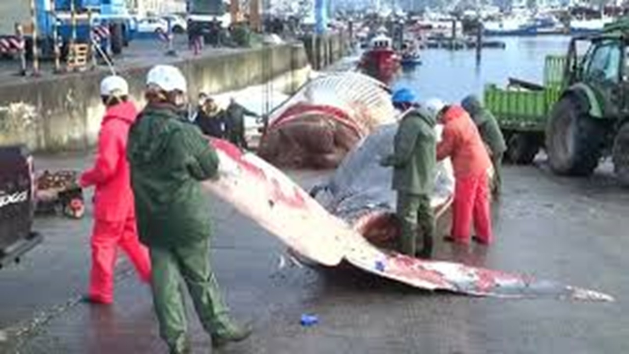 خروج لاشه نهنگ ۲۱ متری از آب‌های ساحلی اسپانیا + فیلم