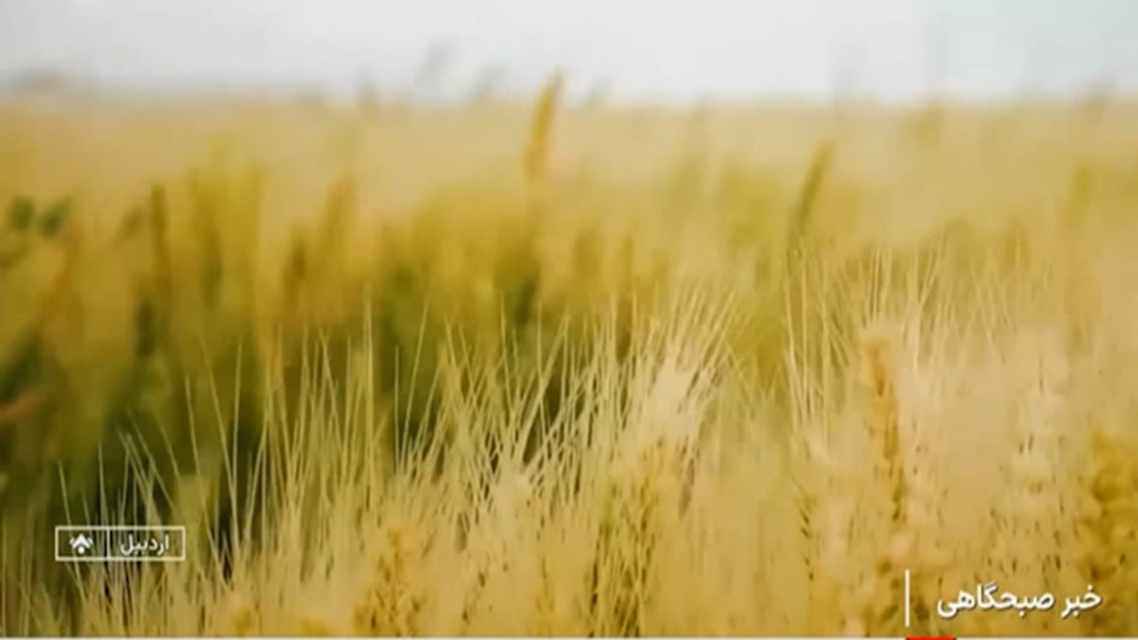 اصلاح نژاد گندم، گامی در افزایش بهره وری + فیلم
