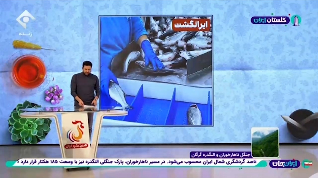 ۷۰ تا ۸۰ درصد میگو تولیدی در کشور صادر میشود + فیلم