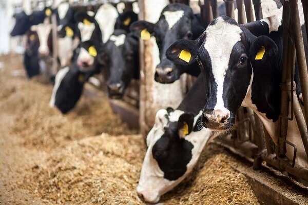 قیمت نهادههای دامی ۳ برابر افزایش یافت