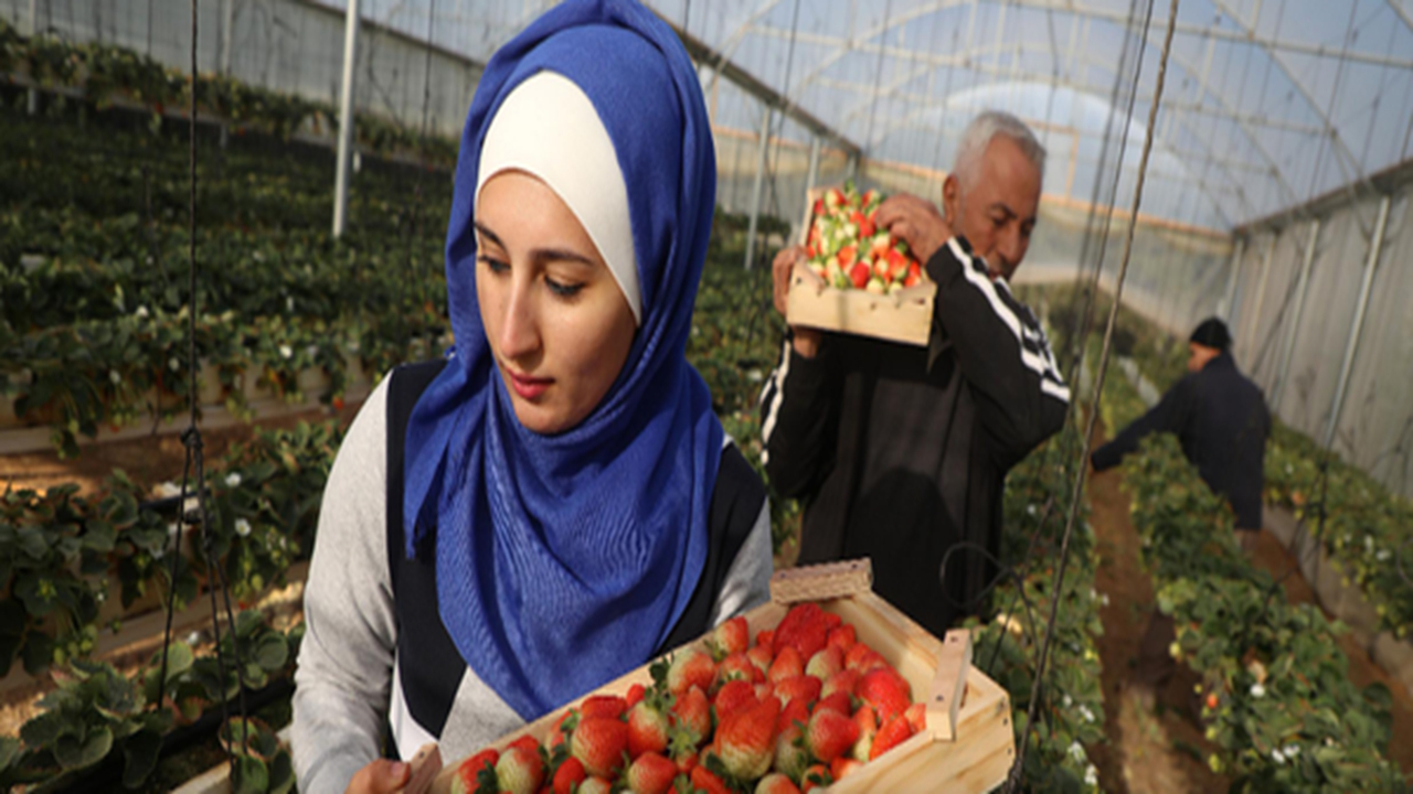 فروپاشی کامل کشاورزی در غزه؛ نابودی ۸۷ درصد زمینهای زراعی تا سال ۲۰۲۵