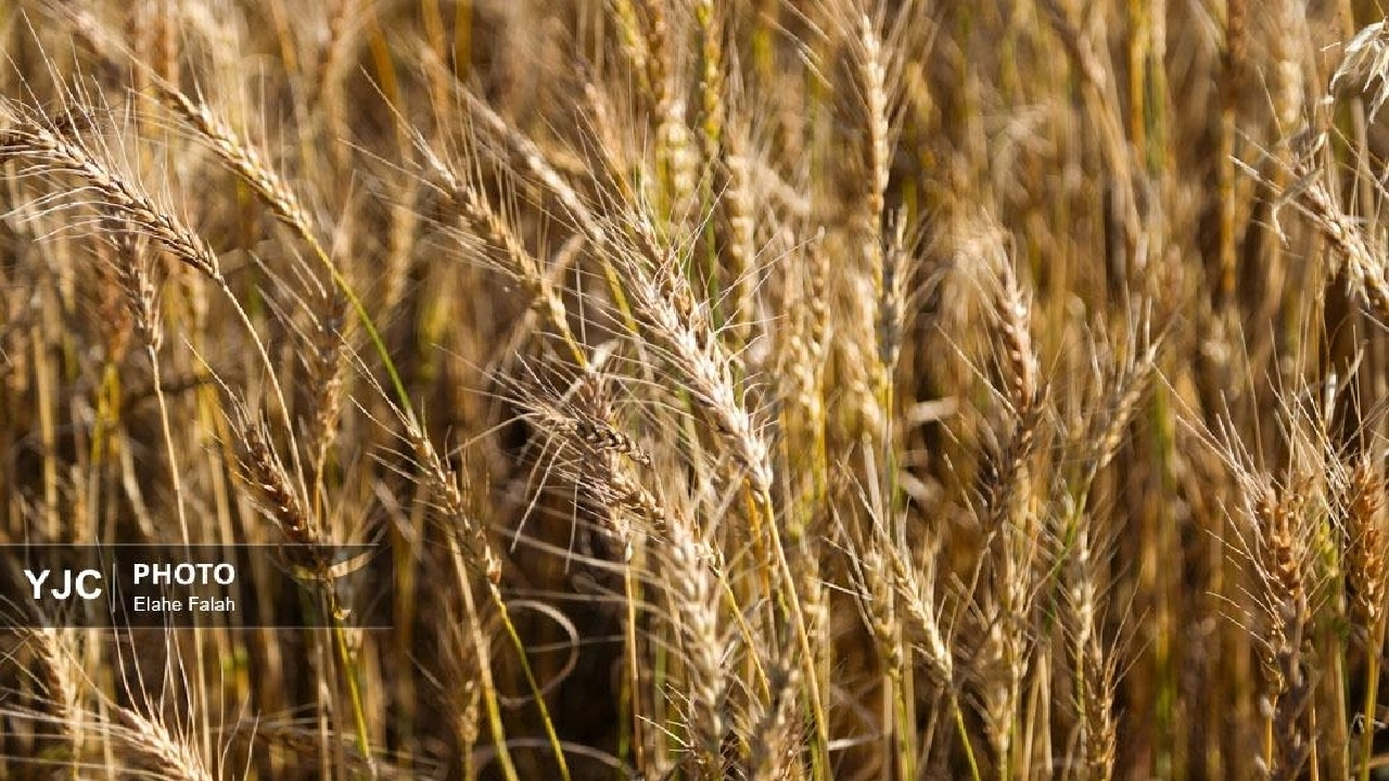قیمت خرید تضمینی گندم برای سال زراعی ۱۴۰۴-۱۴۰۵ اعلام شد