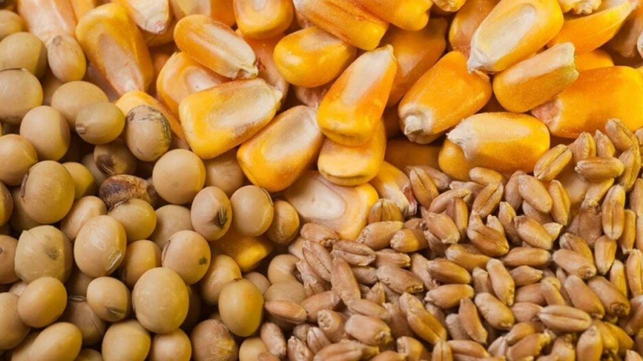 نگرانی برای تامین مرغ ایام ماه رمضان و نوروز نداریم/ارز ترجیحی گندم حذف نشده است