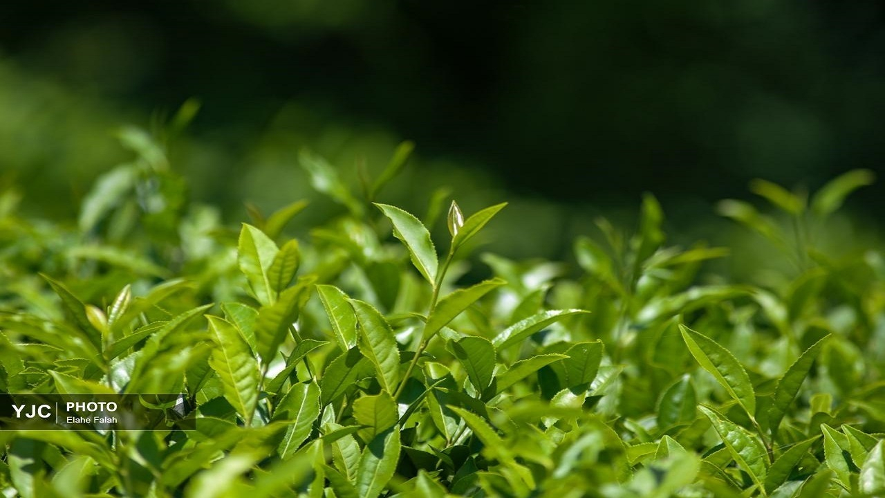 رشد ۵ درصدی خرید تضمینی برگ سبز چای نسبت به سال قبل/ ۷۰ درصد مطالبات چایکاران پرداخت شد