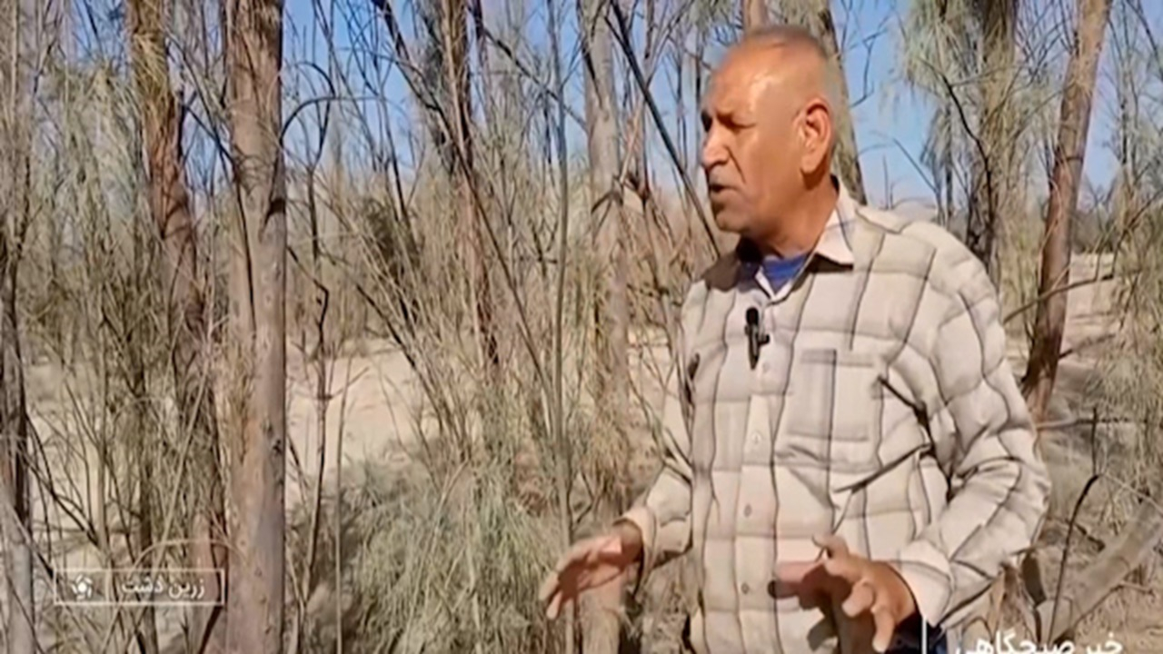 شورهزاری که جنگل شد + فیلم