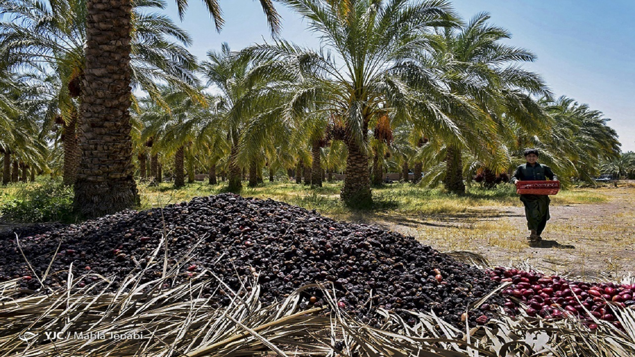 سالانه ۷۰۰ هزارتن خرما در کشور مصرف میشود
