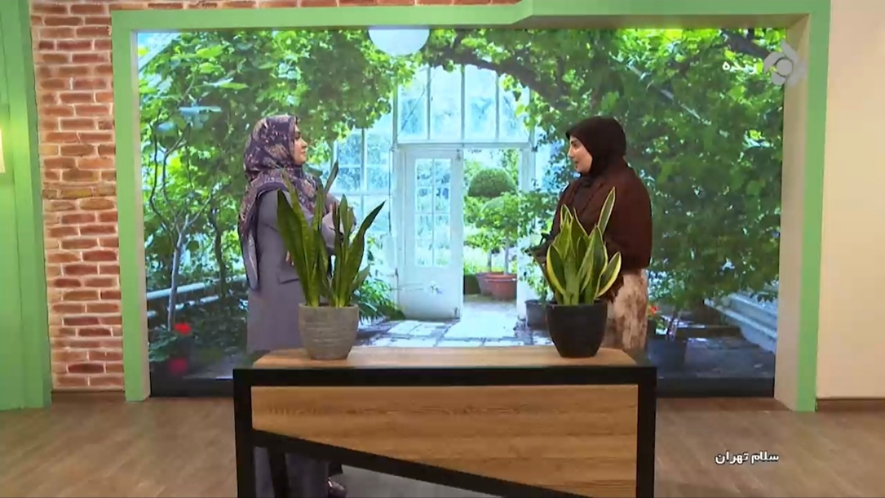 روش ساده خانگی برای از بین بردن حشرات داخل خاک گلدان + فیلم