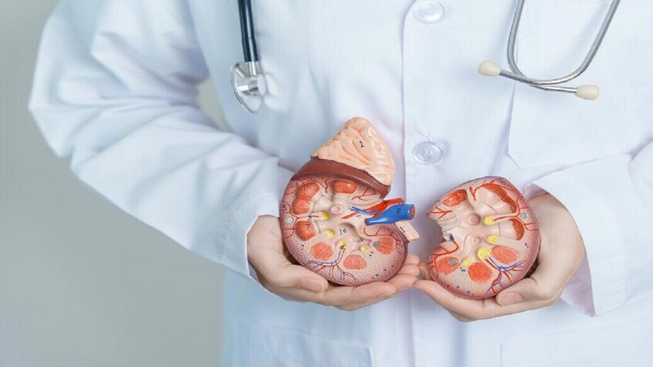 بهداشت جهانی: تعداد بزرگسالان مبتلا به بیماری مزمن کلیه از سال ۱۹۹۰ دو برابر شده است