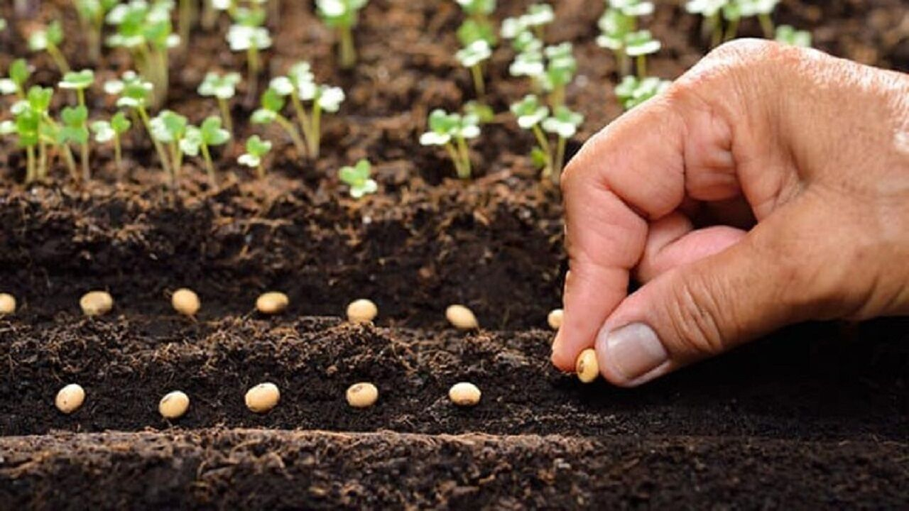 فراخوان جذب طرحهای فناورانه در حوزه تولید و فرآوری بذر