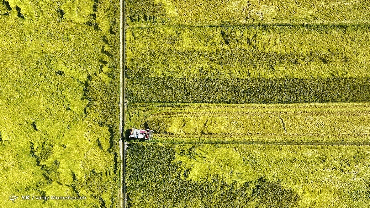 کاهش ۱۰ درصدی ضایعات گامی برای کاهش ۱۰ میلیون تنی واردات محصولات کشاورزی + فیلم
