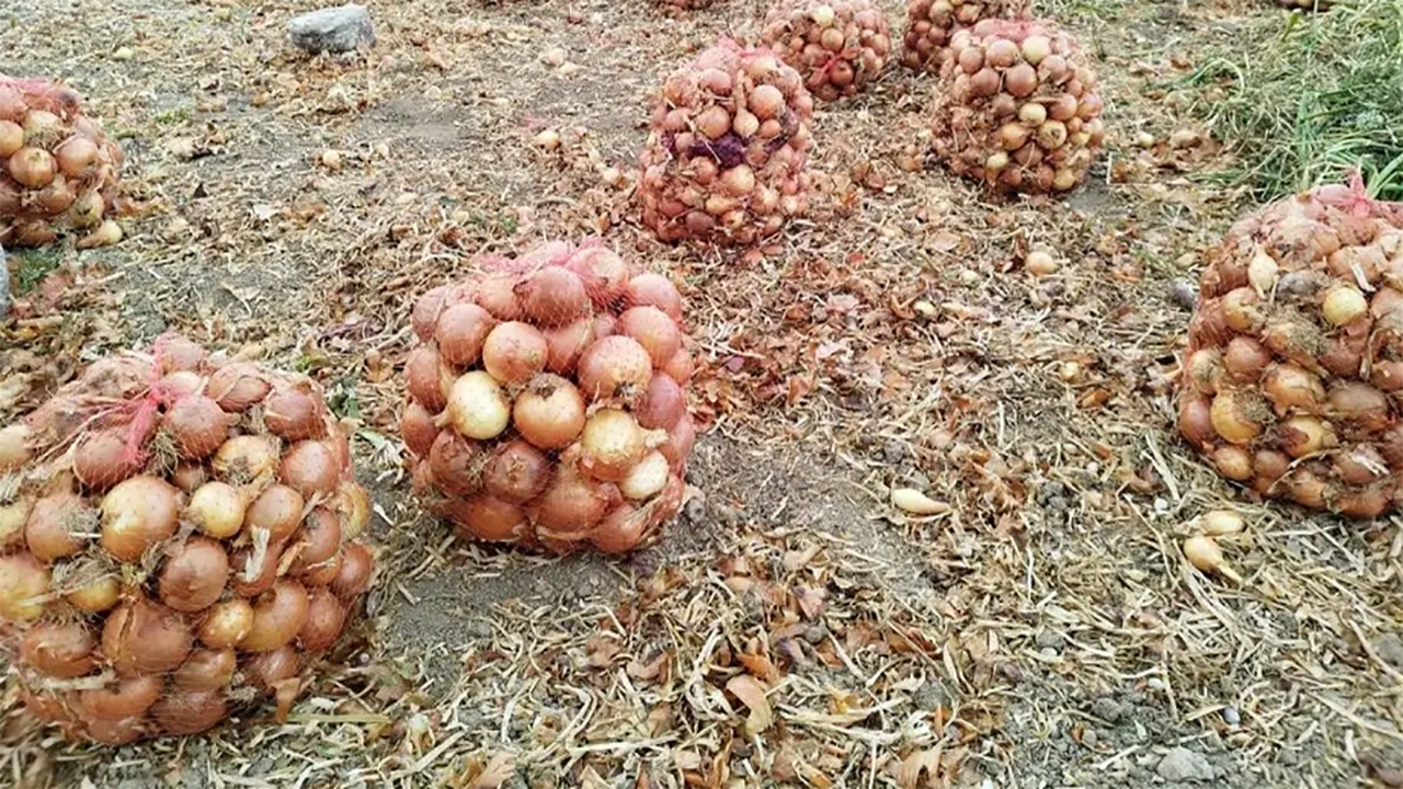 خرید توافقی پیاز از کشاورزان جنوب کشور از شنبه آغاز میشود