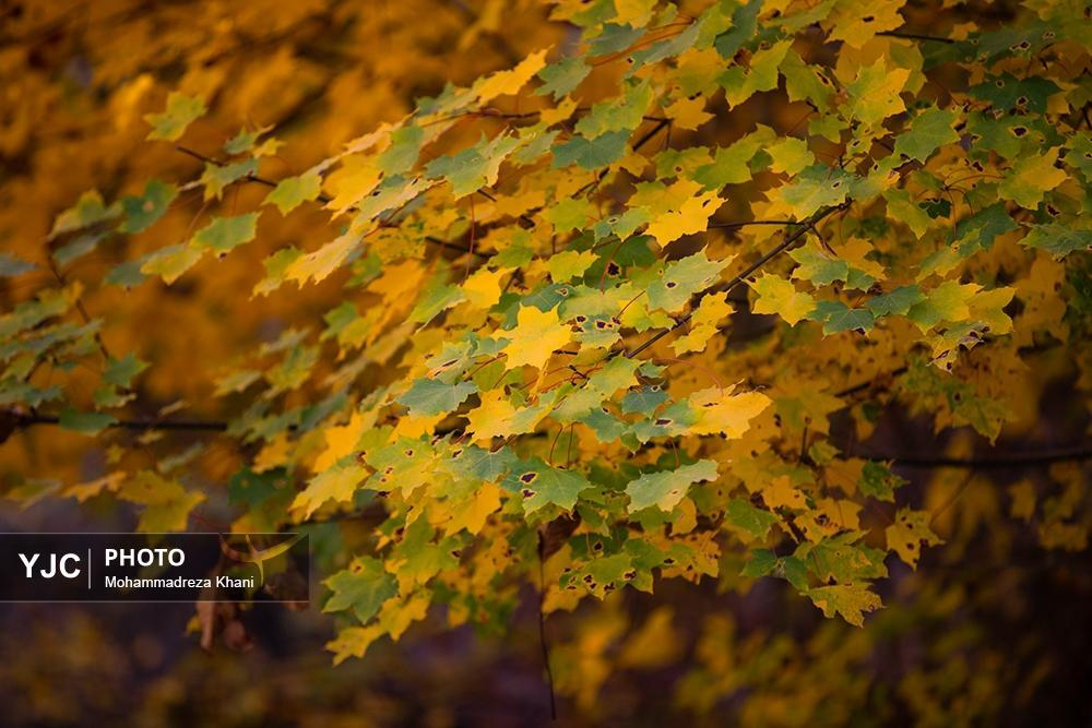 طبیعت پاییزی طارم در استان زنجان