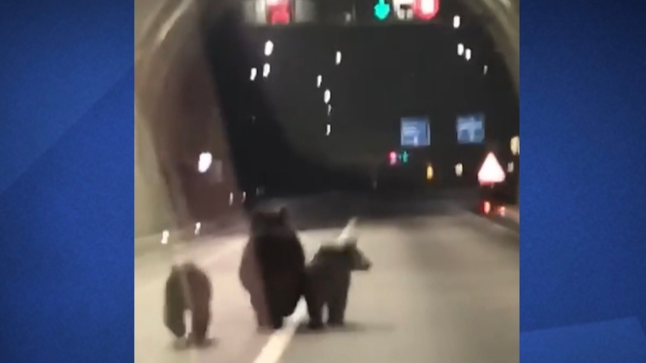 ثبت تصاویر کمنظیر از سه خرس در تونل ۱۱۰۰ متری + فیلم