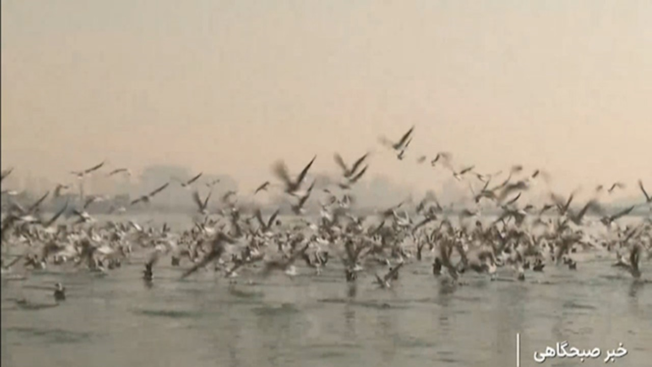 پرندگان مهاجر میهمان زیستگاههای آبی + فیلم