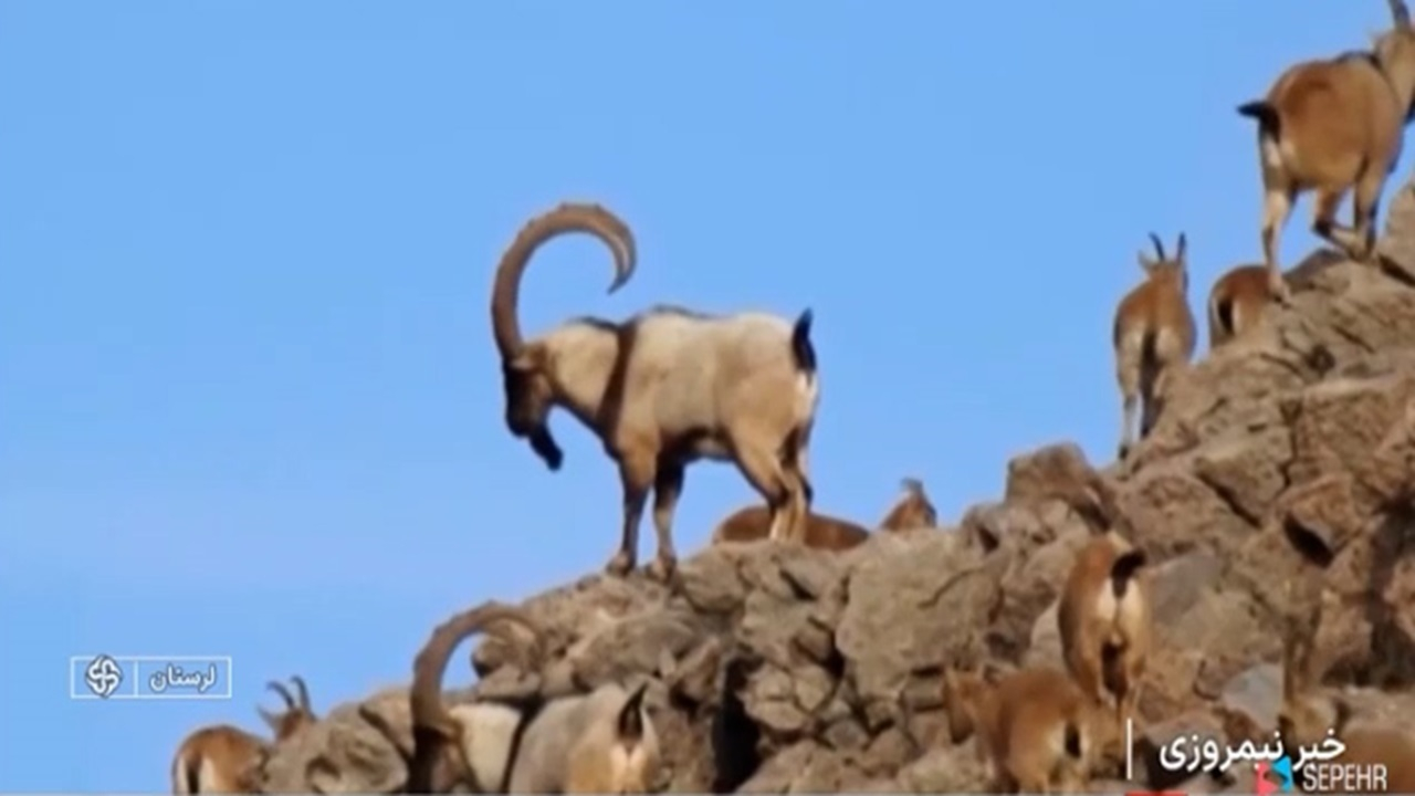 بازگشت به طبیعت + فیلم