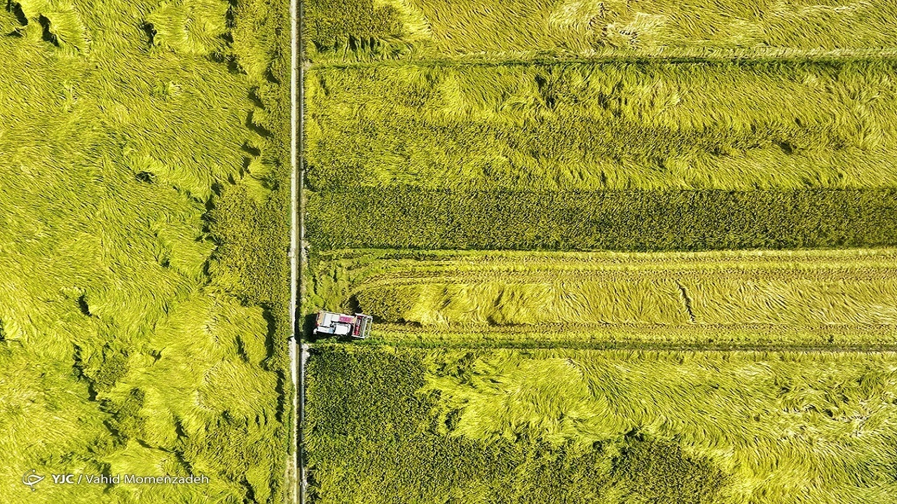 مشکلات تنظیم بازار محصولات کشاورزی با اجرای مصوبه الگوی کشت برچیده می‌شود