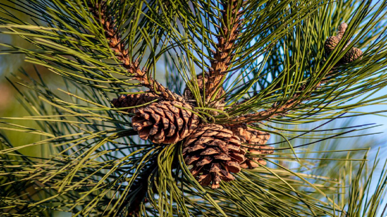 چرا بوی کاج حال ما را بهتر میکند؟