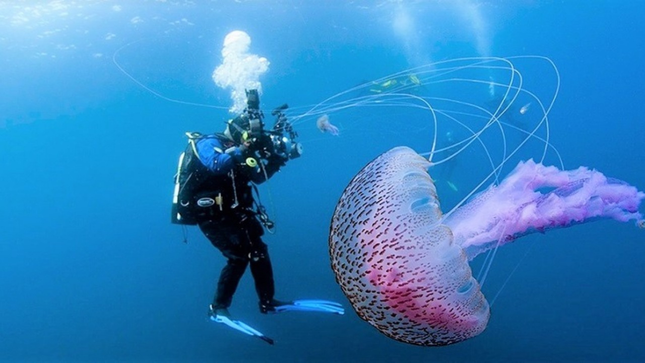 ثبت تصویری نادر از عروس دریایی به اندازه یک اتوبوس! + فیلم