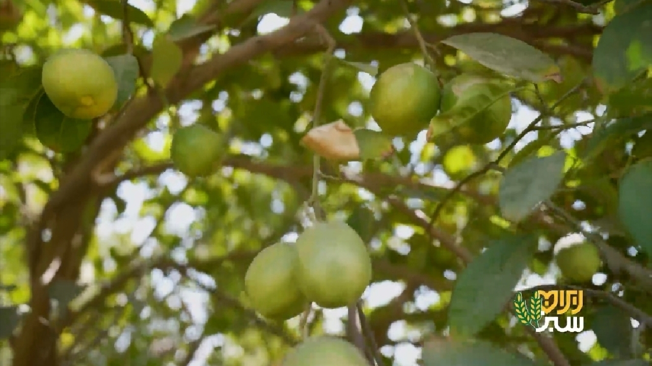 فصل انتشار رایحه لیمو در سراسر استان فارس + فیلم